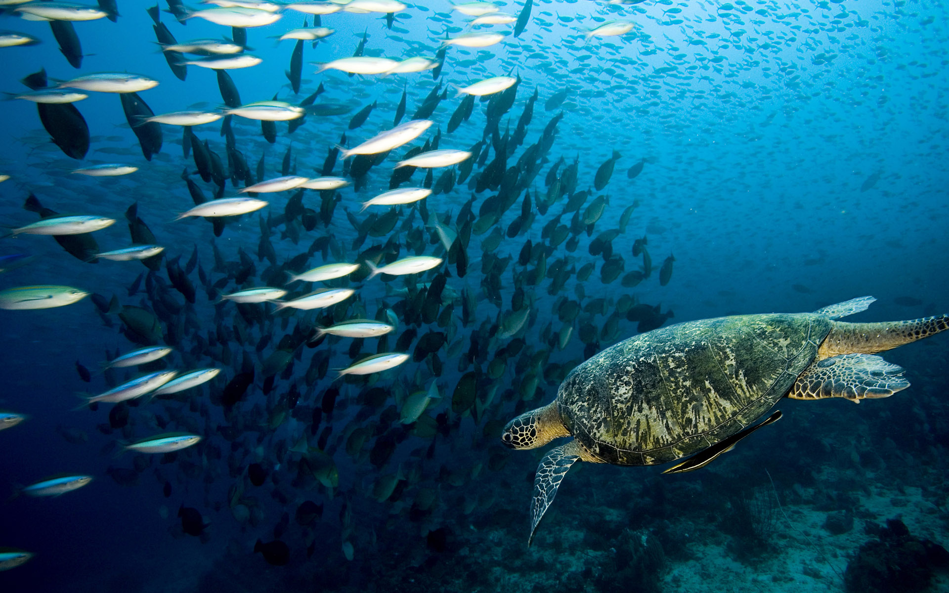 Underwater Wallpaper Life Marine Animals Under Water Pictures