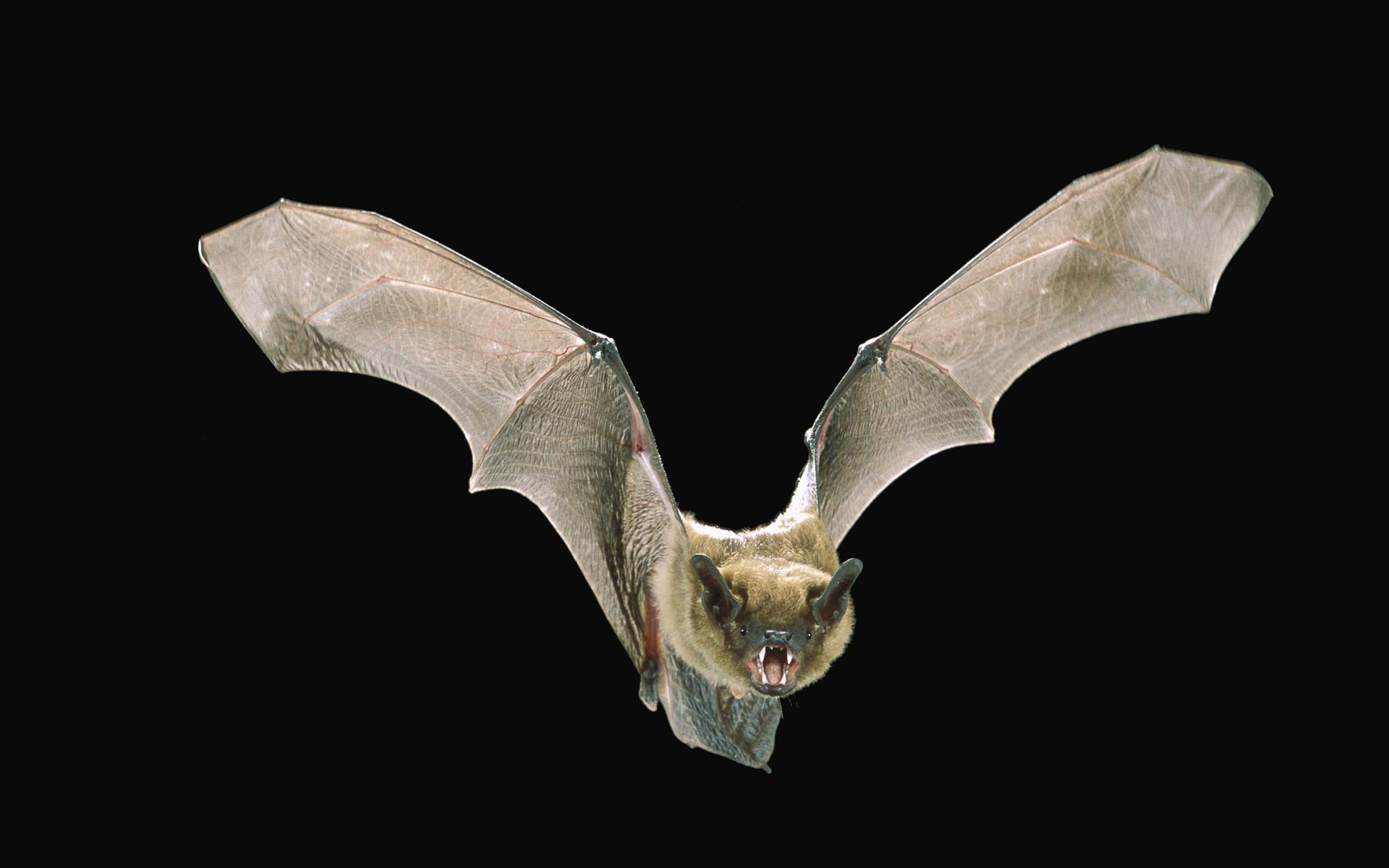 Bat Puter Desktop Wallpaper Brown Flying