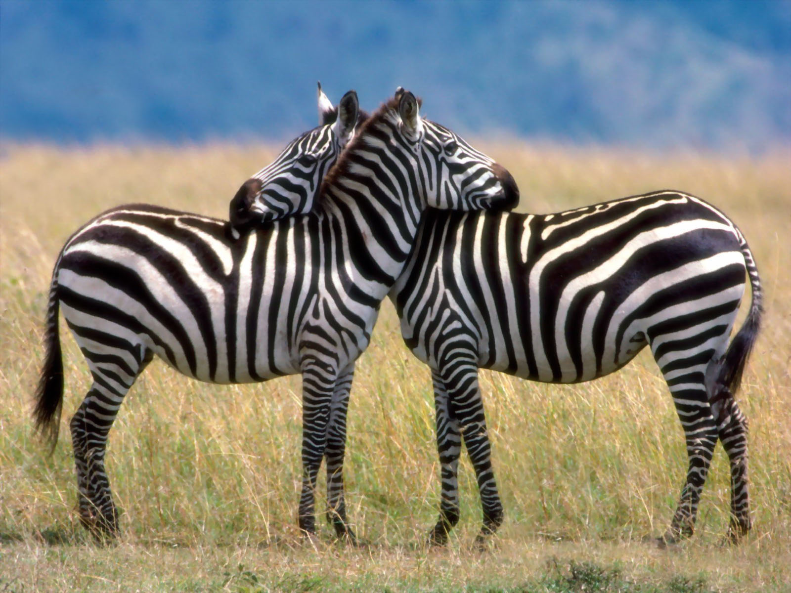 Zebra Desktop Background