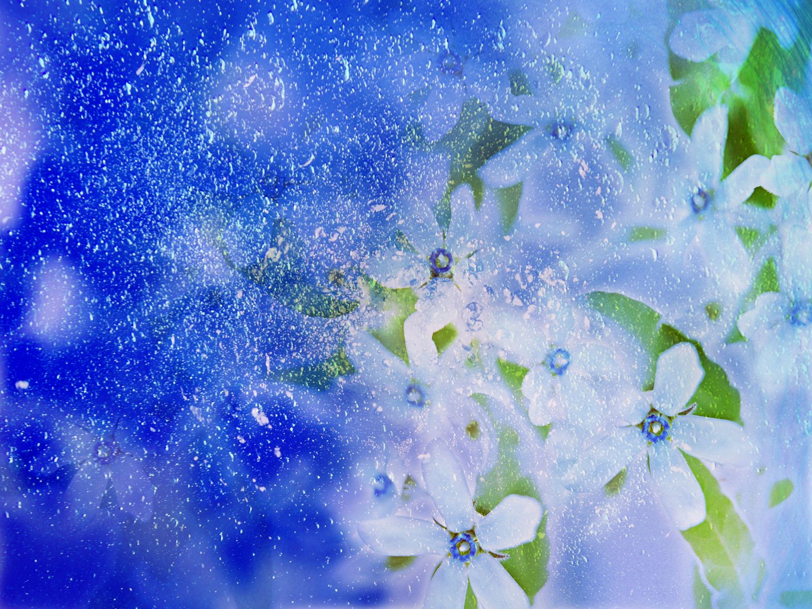 Beautiful Winter Flower Wallpaper Top Quality Wallpapers 1600x1200