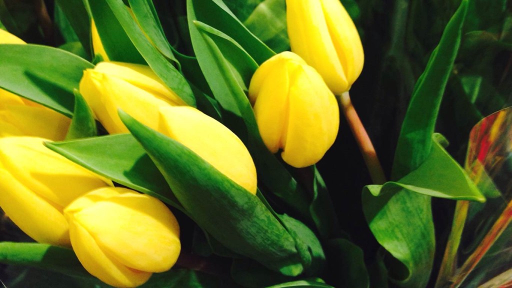 Yellow Tulips HD Wallpaper For Desktop