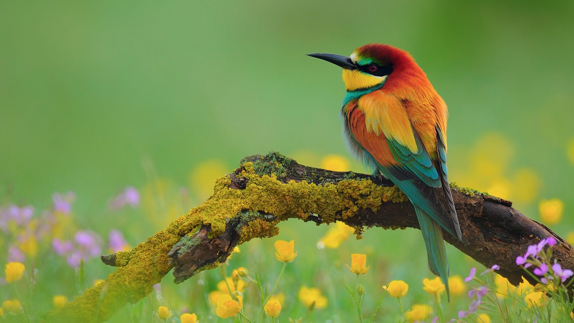 Bird Colorful Birds Wallpaper Background Image