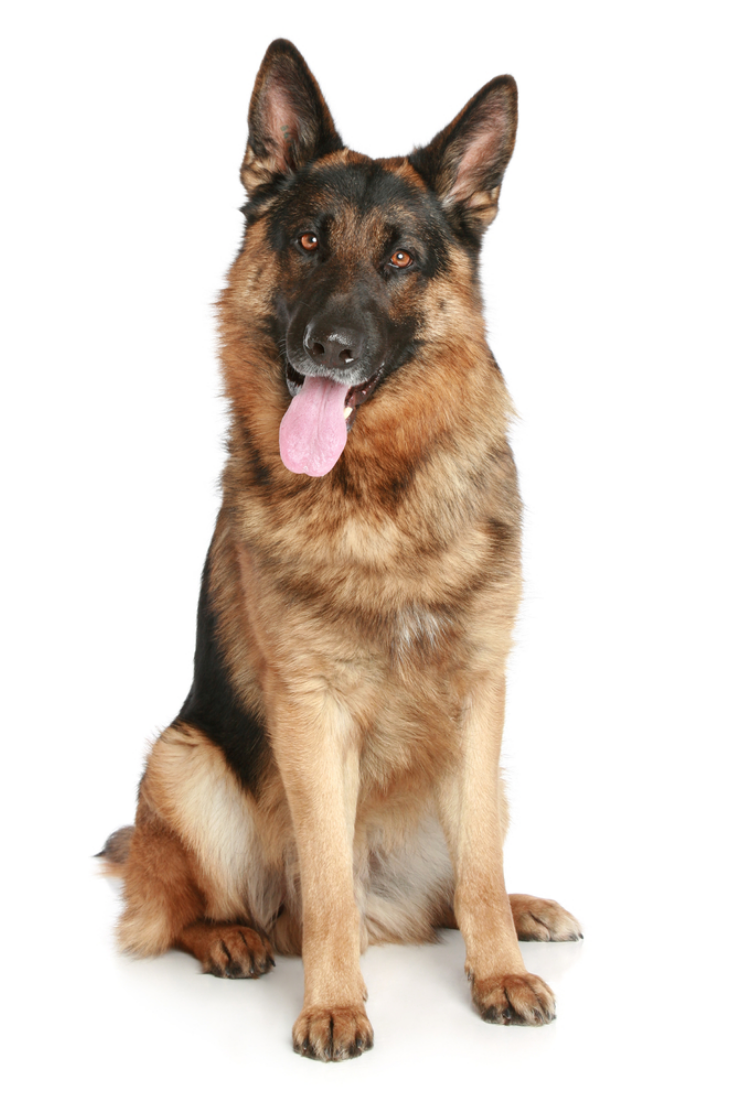 German Shepherd Dog Sitting On A White Background Germanshepherd
