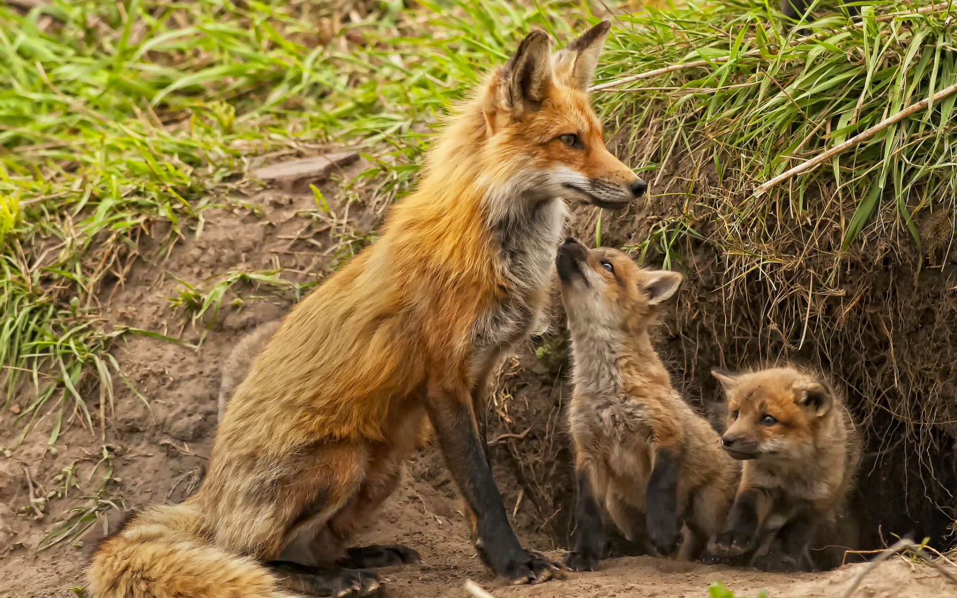 Fox Cubs Maternity Kids Babies Wallpaper