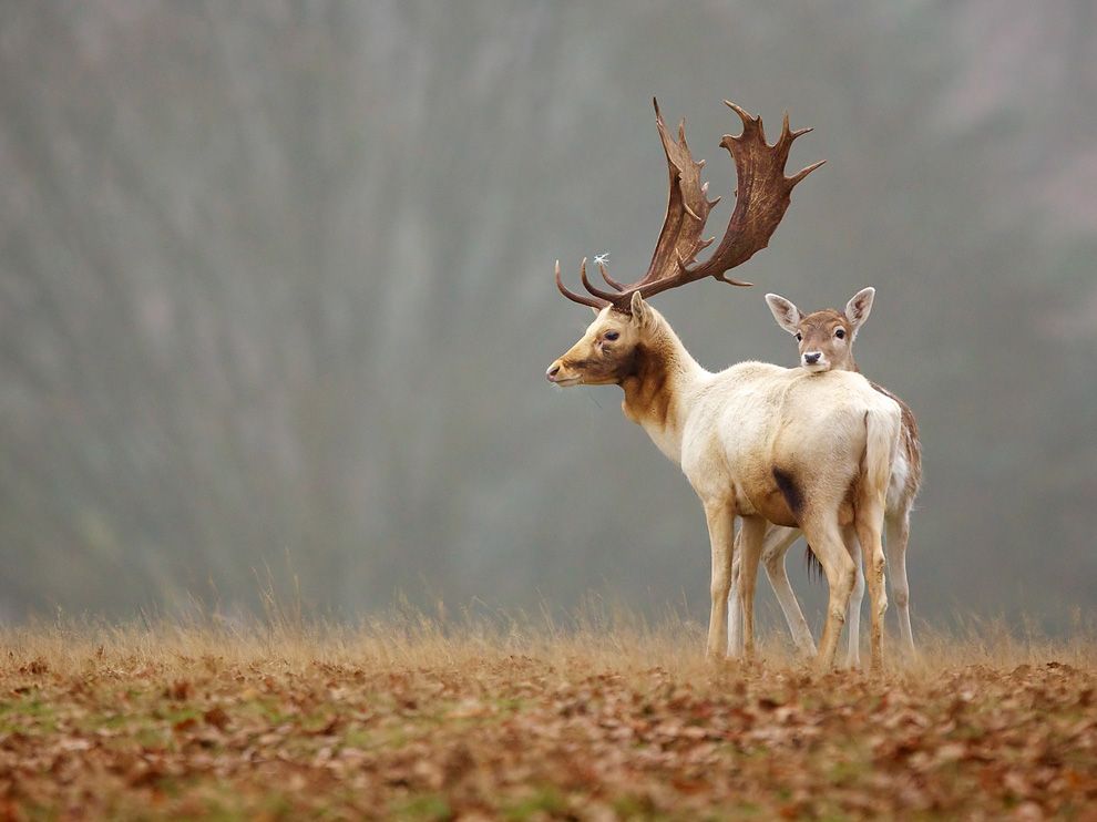 Picture Fallow Deer Photo National Geographic Of The Day