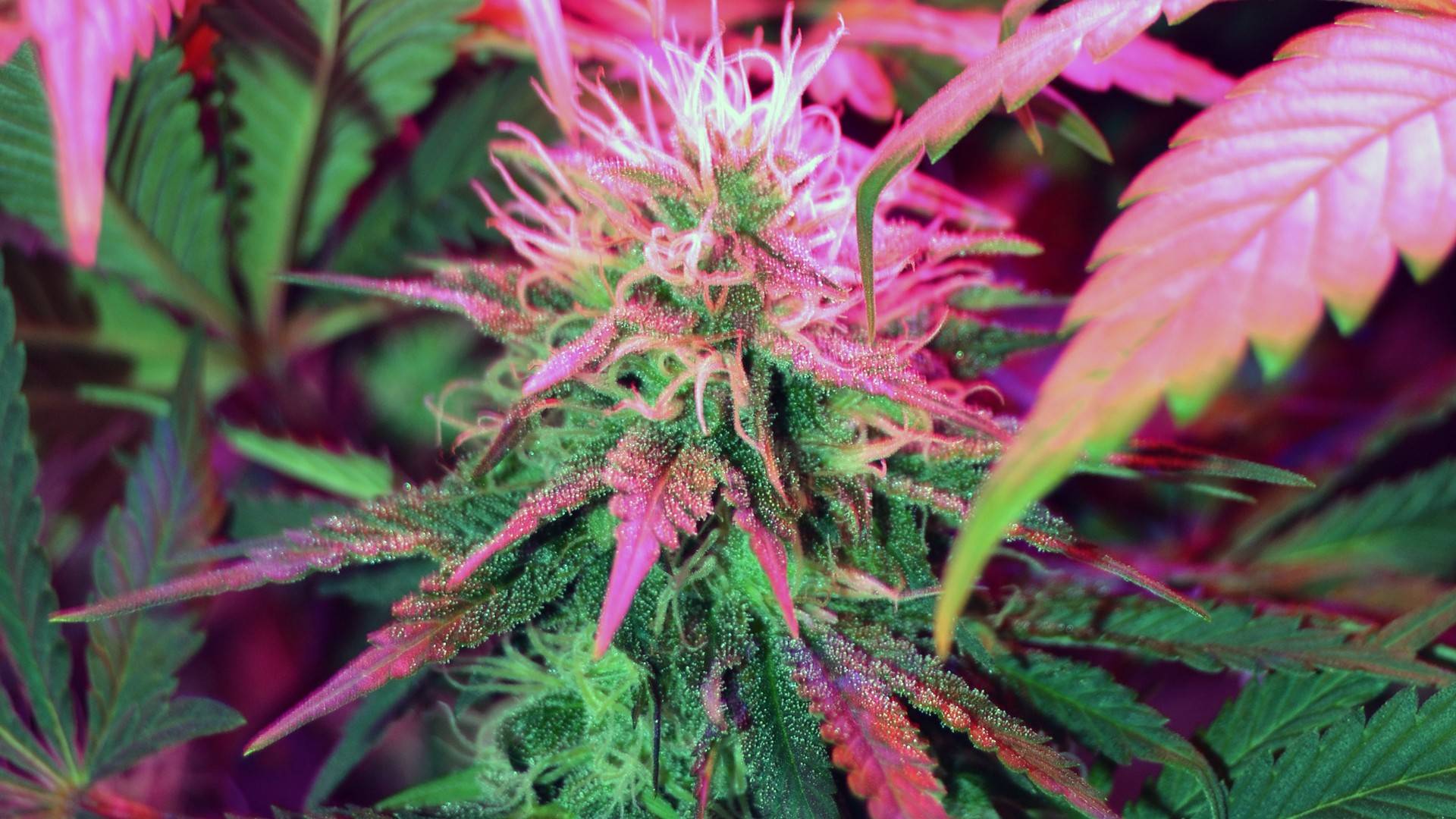 New Marijuana Wallpaper On