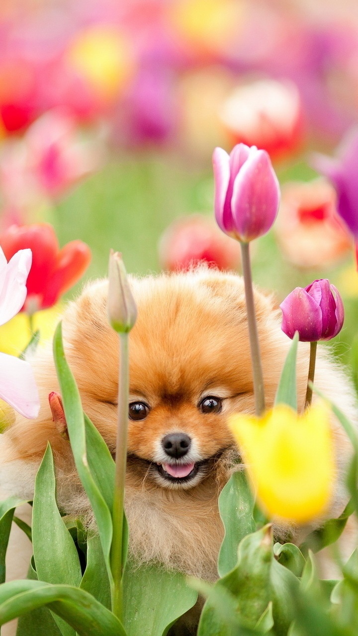 Pomeranian Phone Wallpaper 1080p 2k 4k Full HD