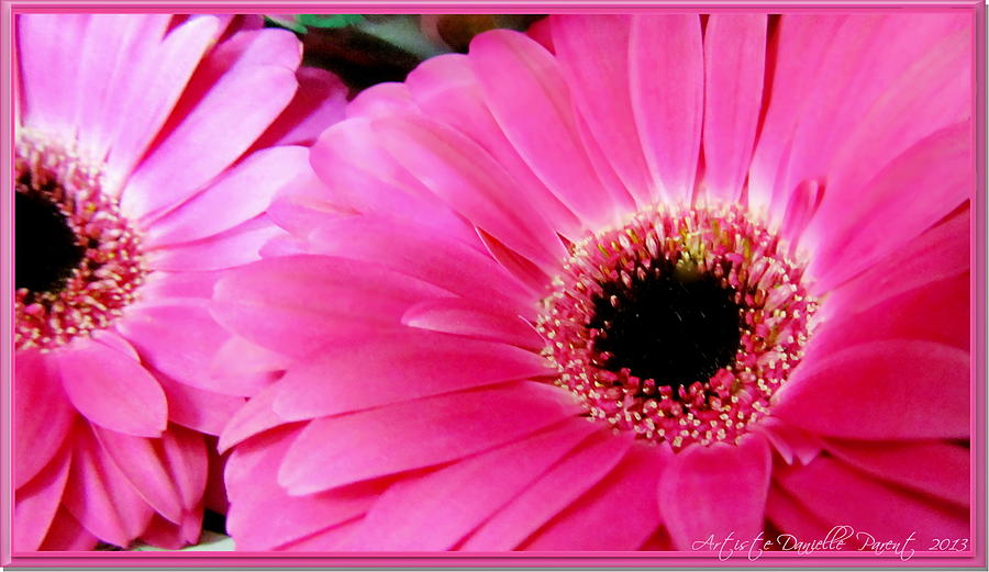 Picstopin Hot Pink Gerber Daisy HD Desktop Wallpaper
