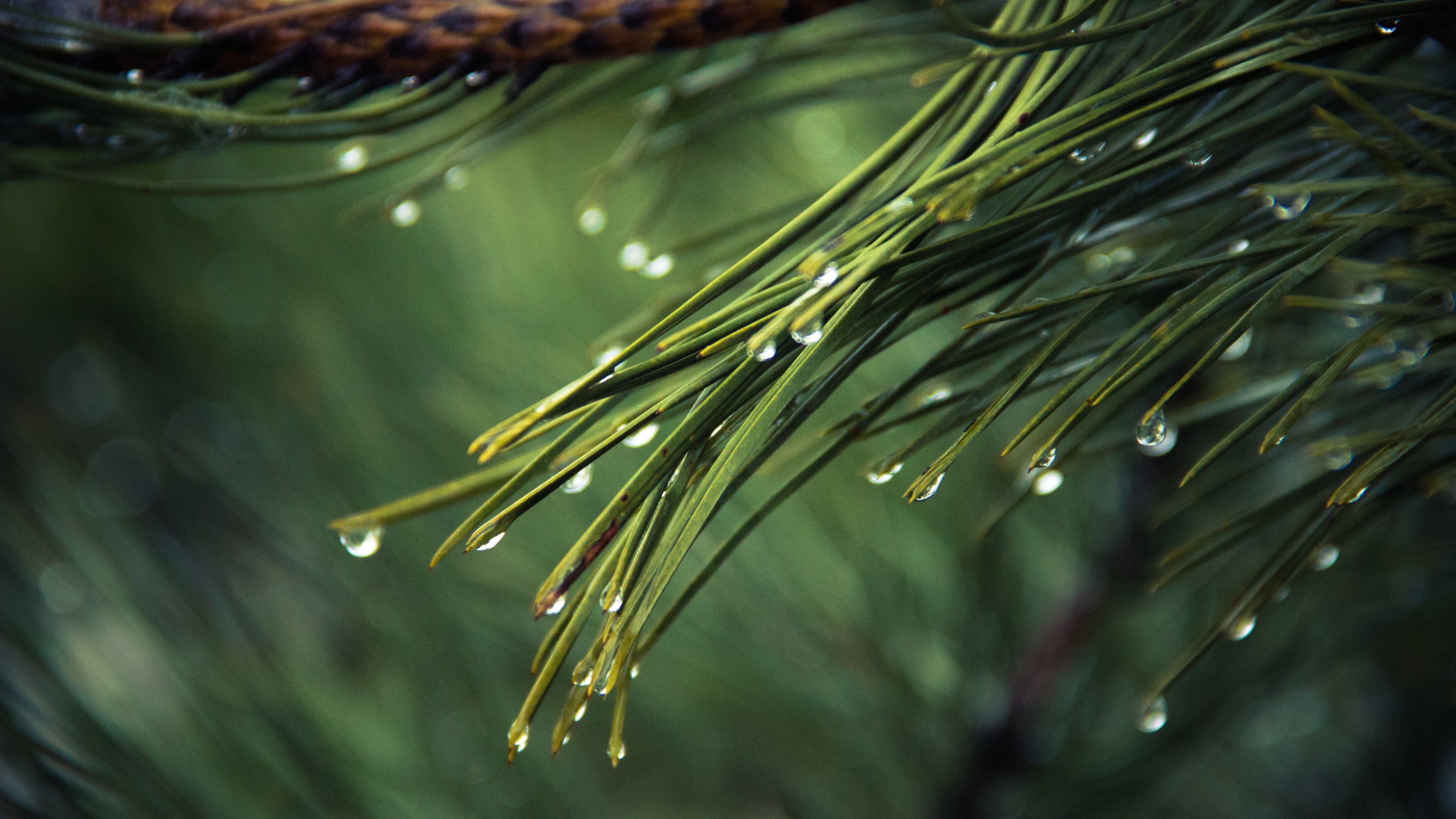 Pines Tree With Rain Drops Hd Wallpaper 4k