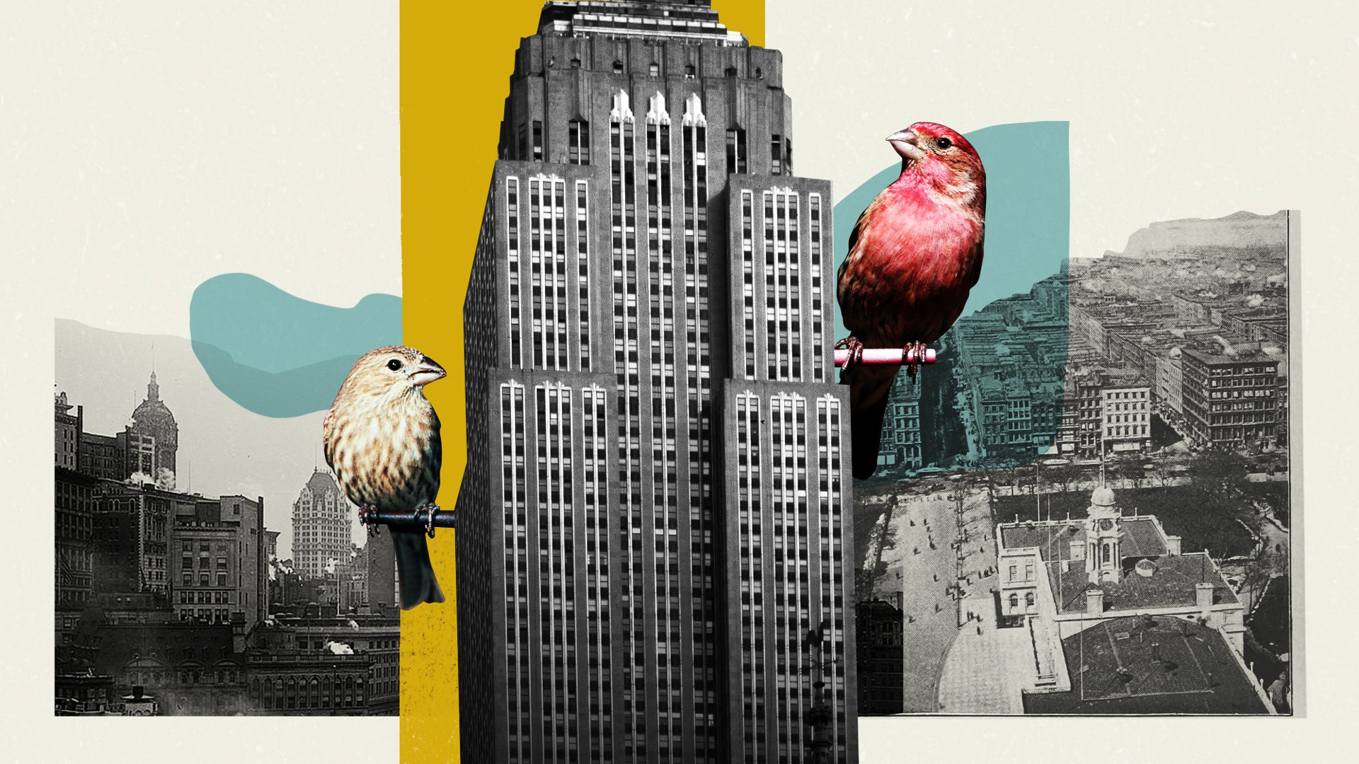 Urban Bird Feeders Are Changing The Course Of Evolution Atlantic