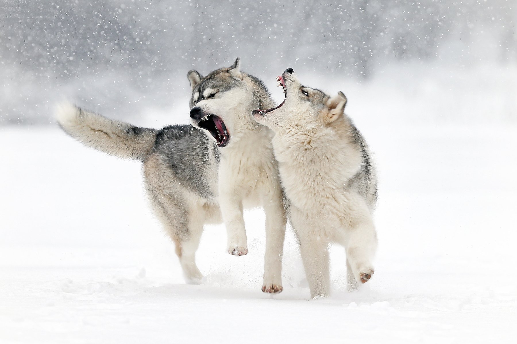 Winter Snow Wolf Play Grin Love Wallpaper HD Desktop