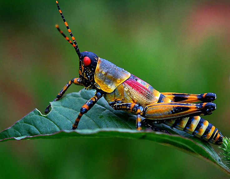 Best Ideas About Grasshoppers Insects