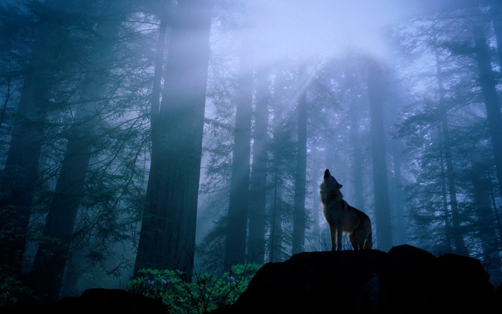 Forest Wolf Howling Wallpaper High Quality