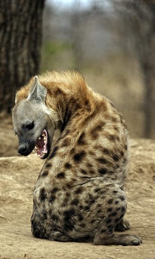 Hyena HD wallpapers  Pxfuel