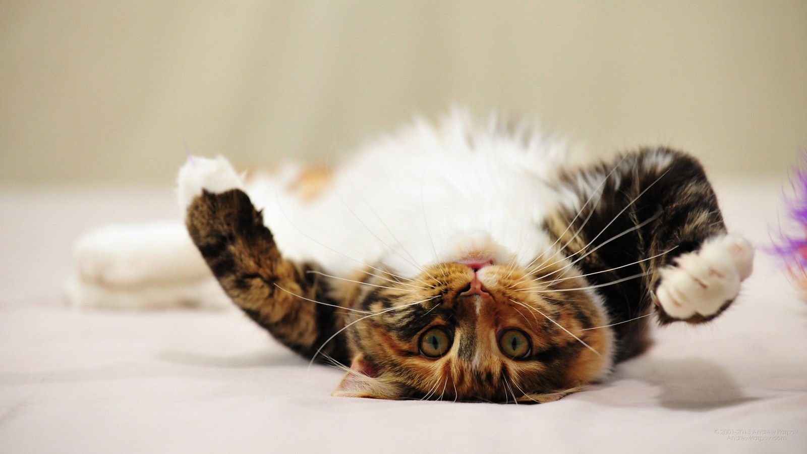 Pictures lolcat Funny Cat desktop wallpaper picture 1600 x