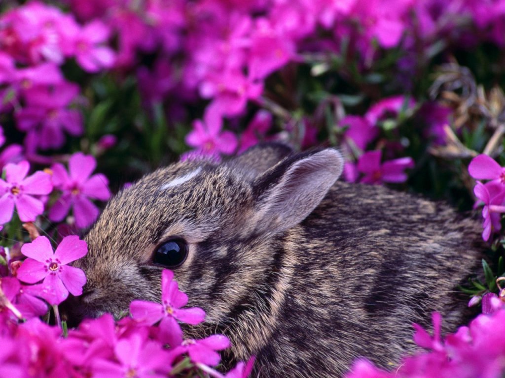 Easter Bunny free desktop wallpaper size 1024x768