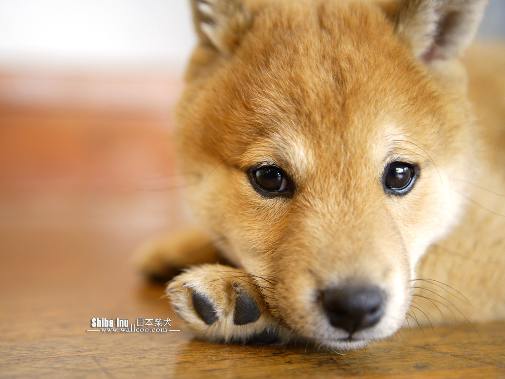 Shiba Inu Puppy Photos Dog Wallpaper No