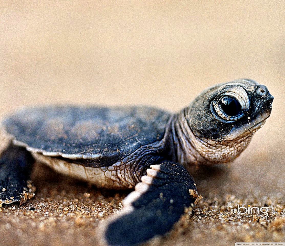 Baby Turtle Wallpaper HD Background Gallery
