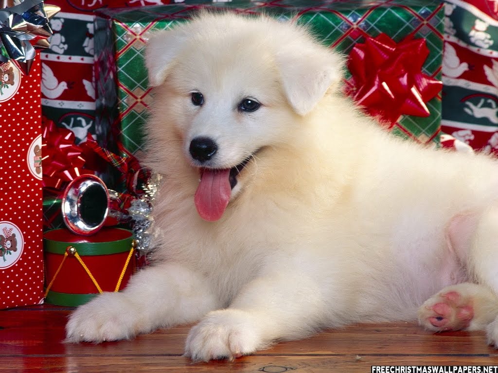 Cute Christmas Puppies And Dogs Christian Wallpaper