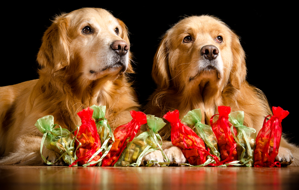 Golden Retriever Retrievers Dogs Pair Gifts Wallpaper