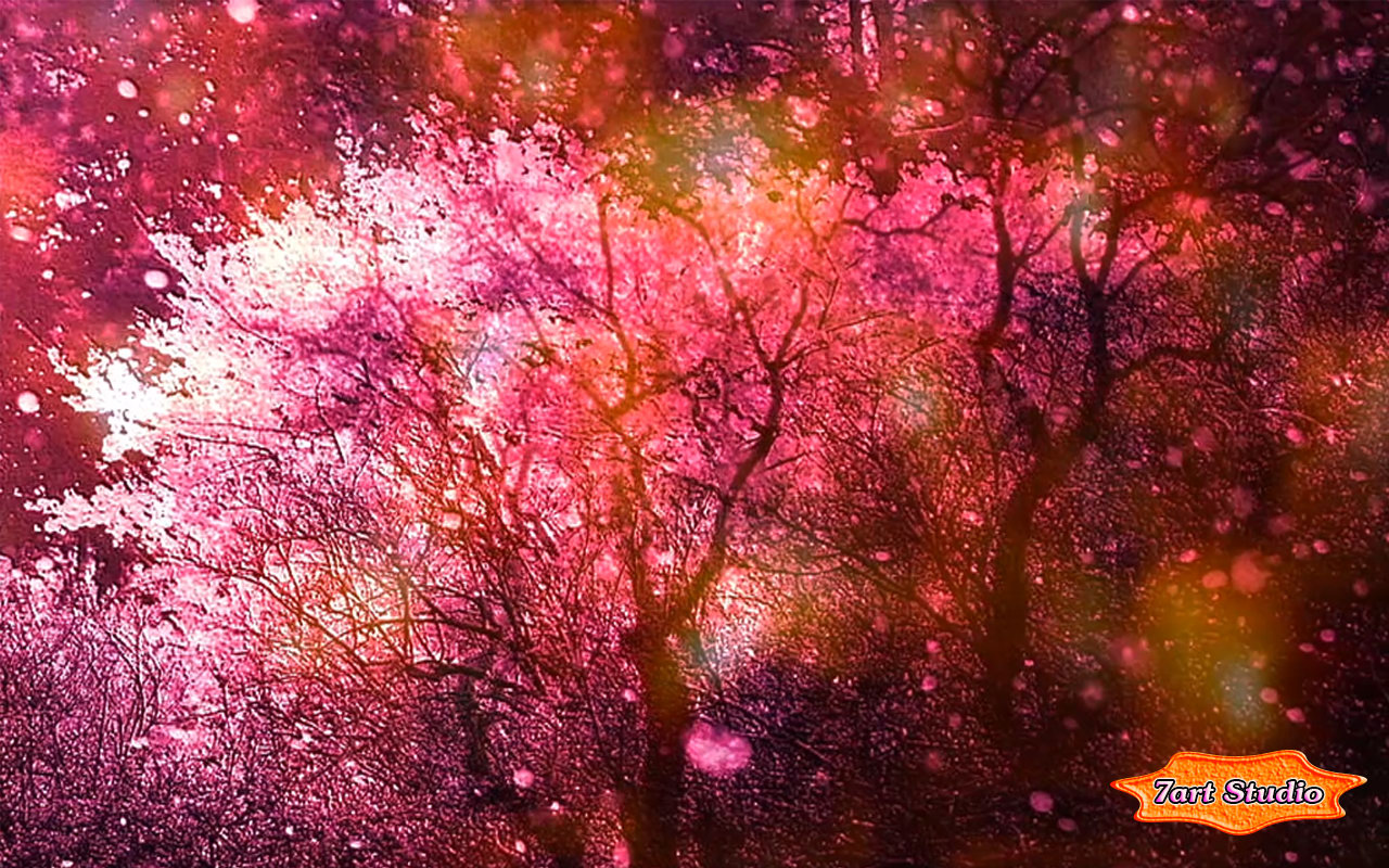 Cherry Blossoms Spring Wind Screensaver Animated Desktop Wallpaper