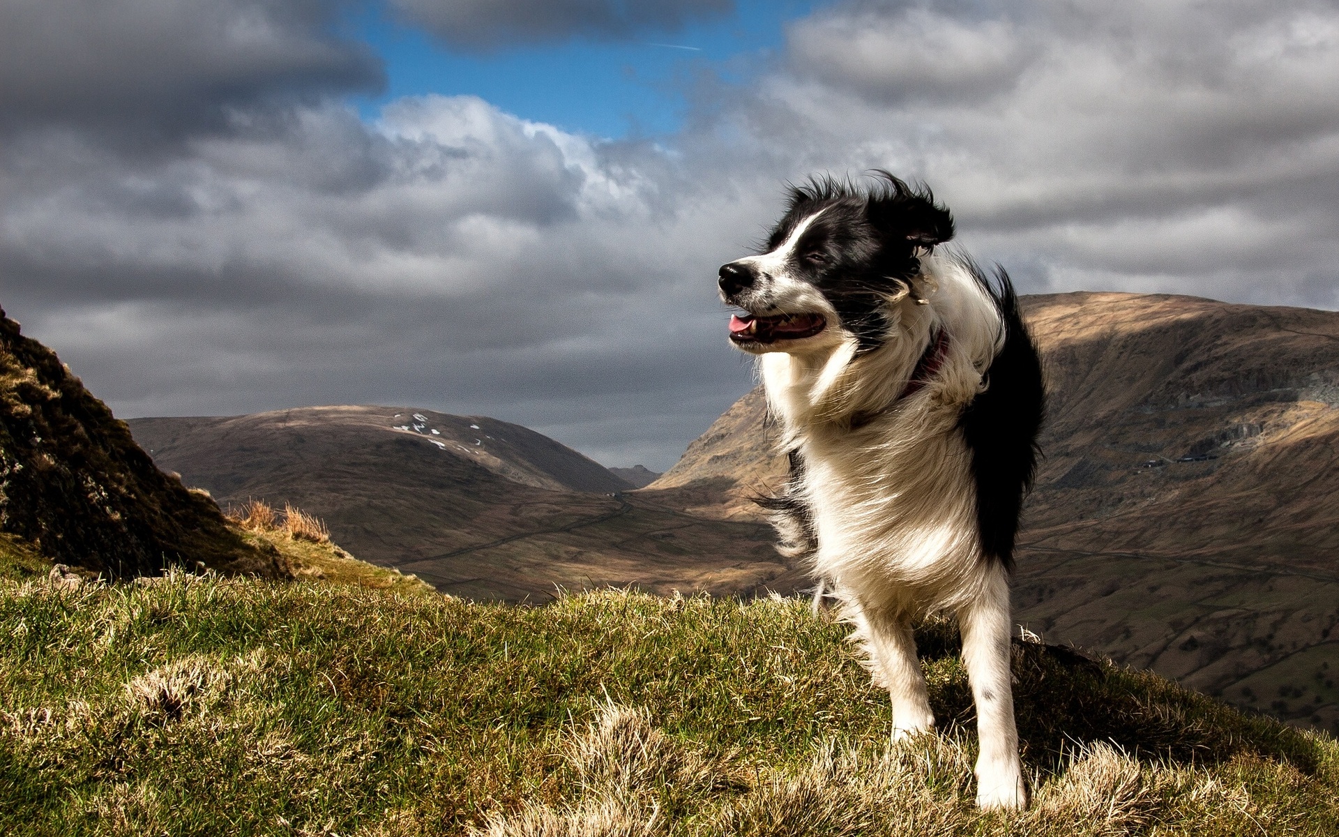 Border Collie Wallpaper HD Photo Collection