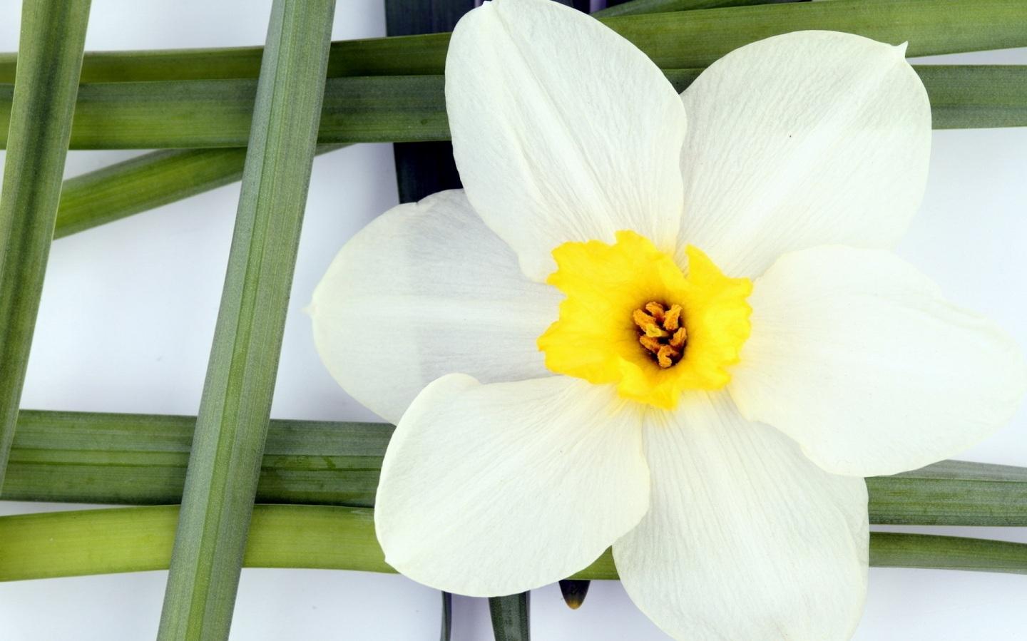 White Narcissus Flower Fondos de pantalla Iphone White Background