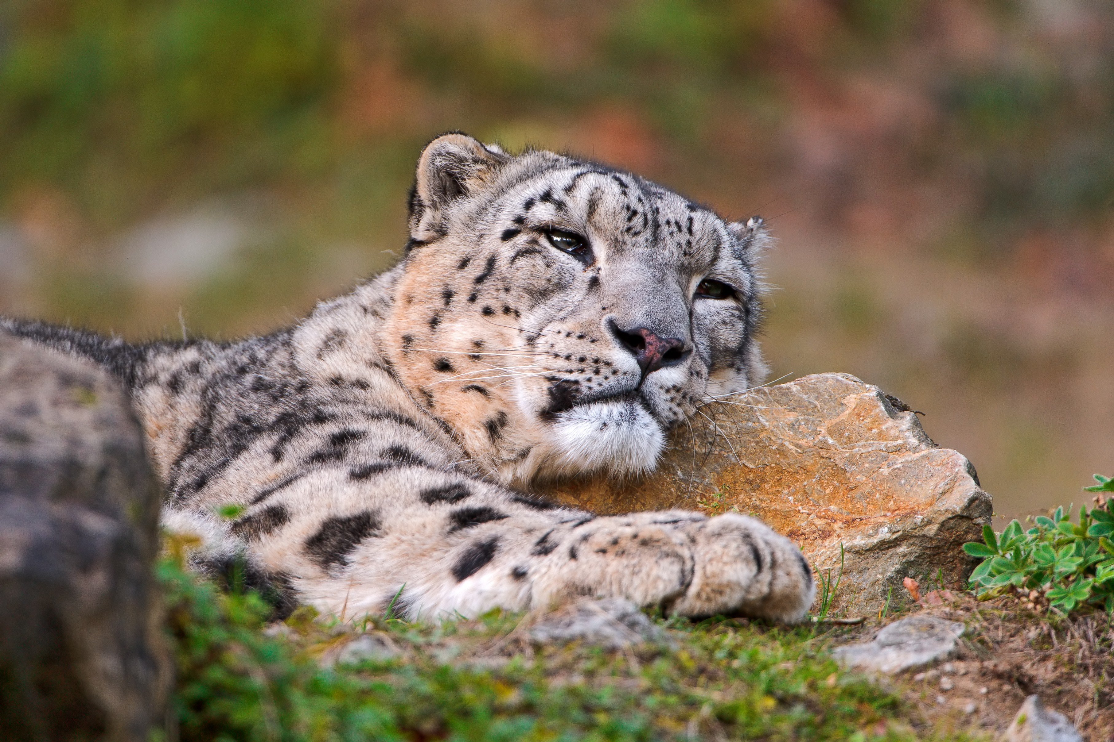 A majestic snow leopard resting its head on a rock, its thick fur providing warmth against the cold mountain air