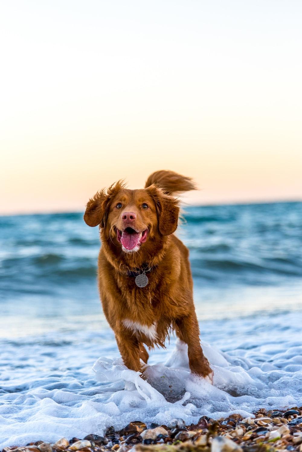 Dog On Beach Pictures Image