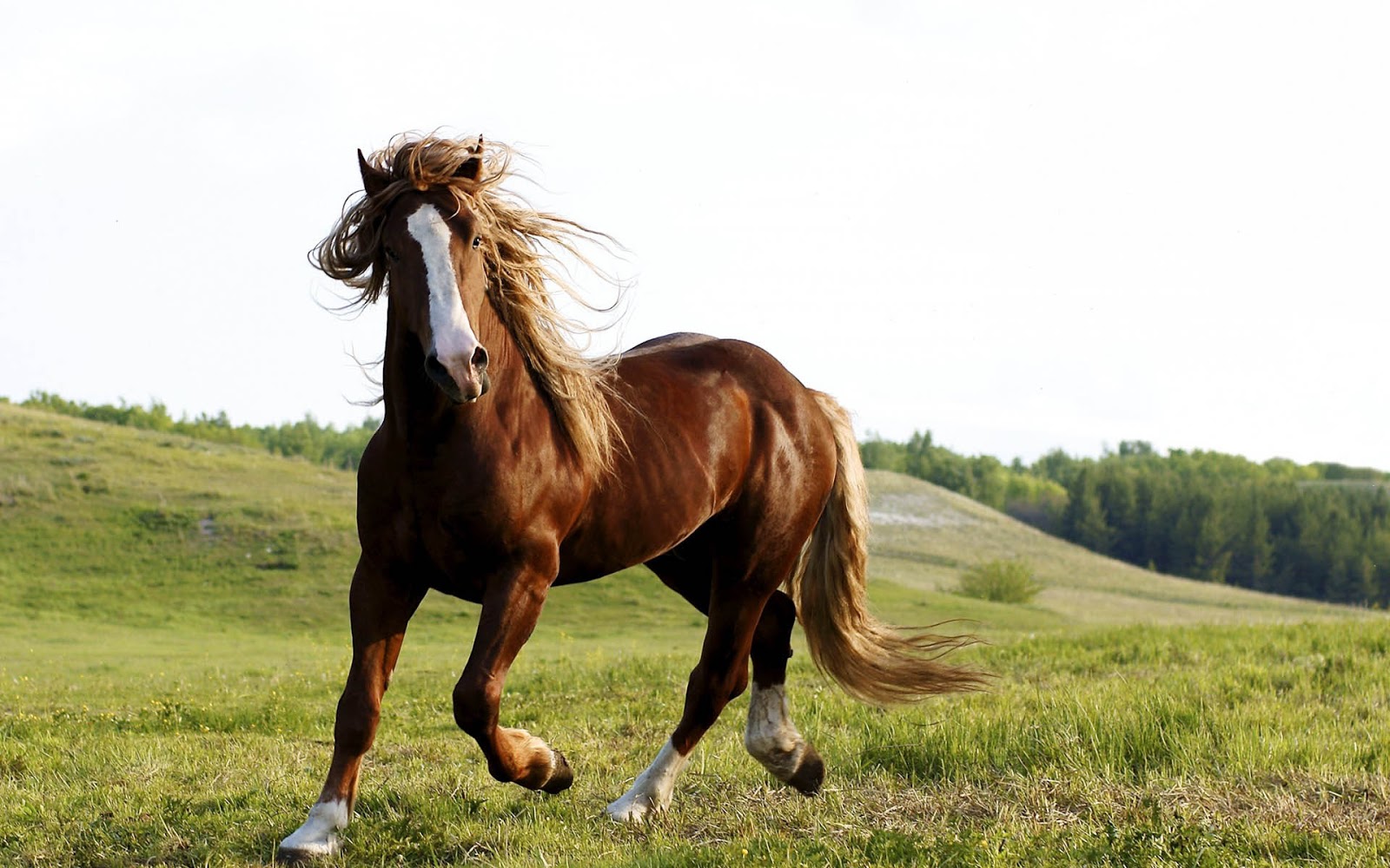 Wallpaper Of A Beautiful Brown Horse On The Grass HD Horses