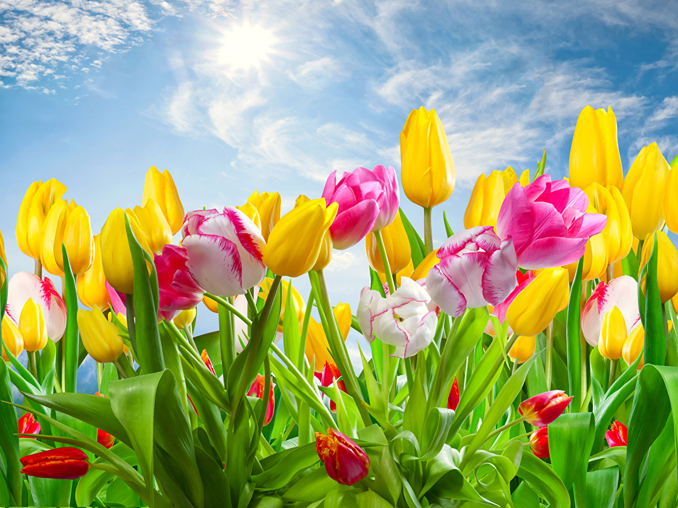 Featured image of post Tulip Flower Wallpapers For Desktop Background Moreover the impression and appearance at tulip relationship is also very interesting that will give