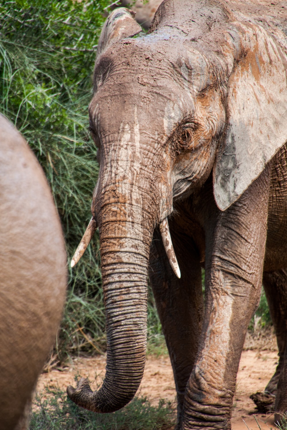 🔥 Free Download Elephant Trunk Pictures Image by @jacobg17 ...