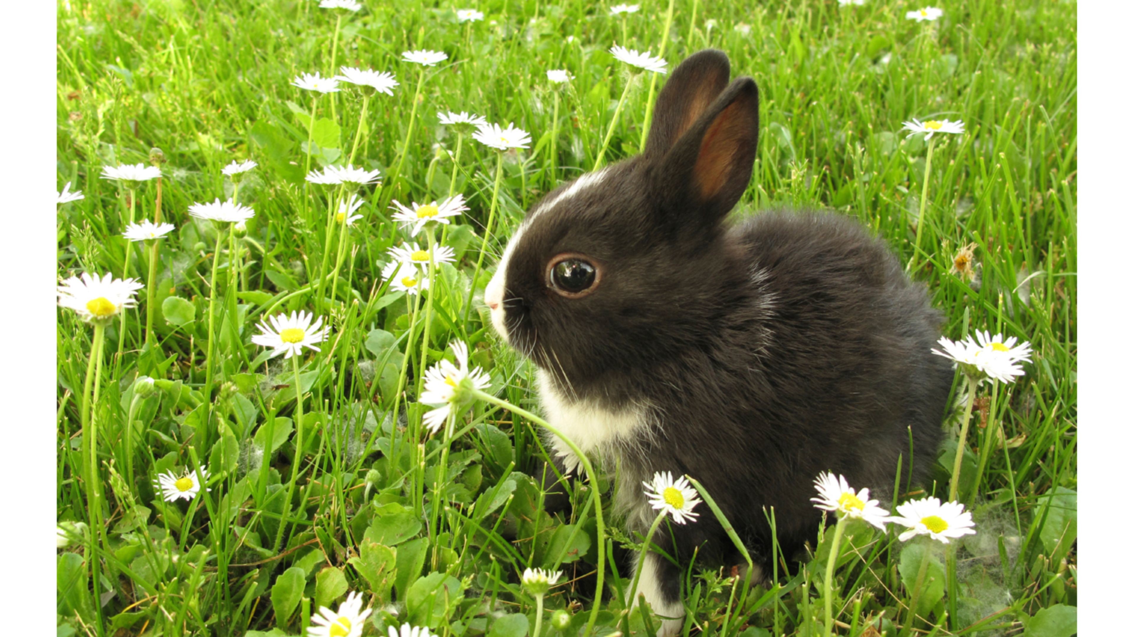 White Rabbit Wallpaper And