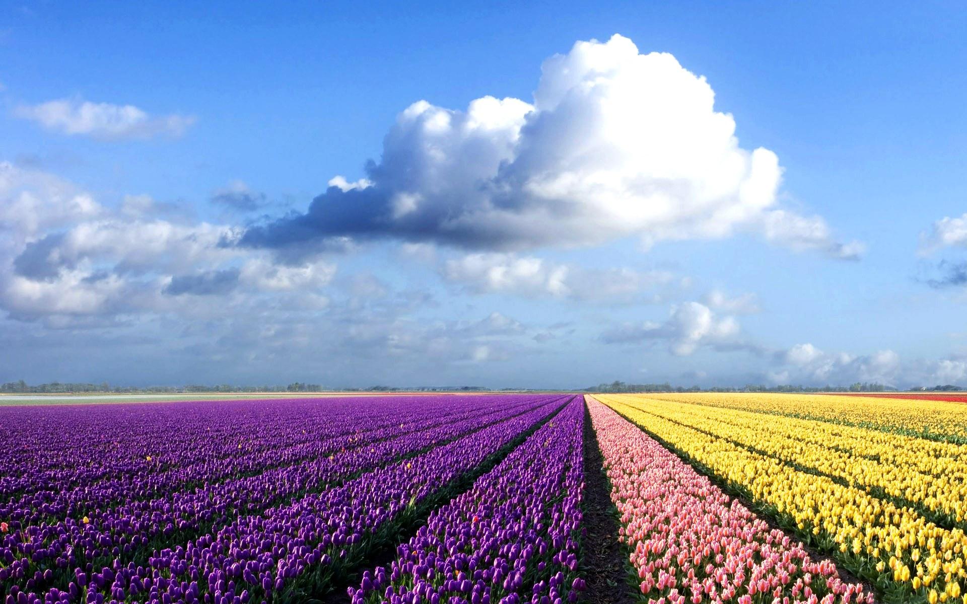 Holland Field Of Tulips Jpg
