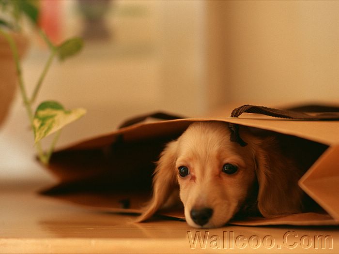 Free download Dachshund Puppis Pictures Longhaired Dachshund dog ...