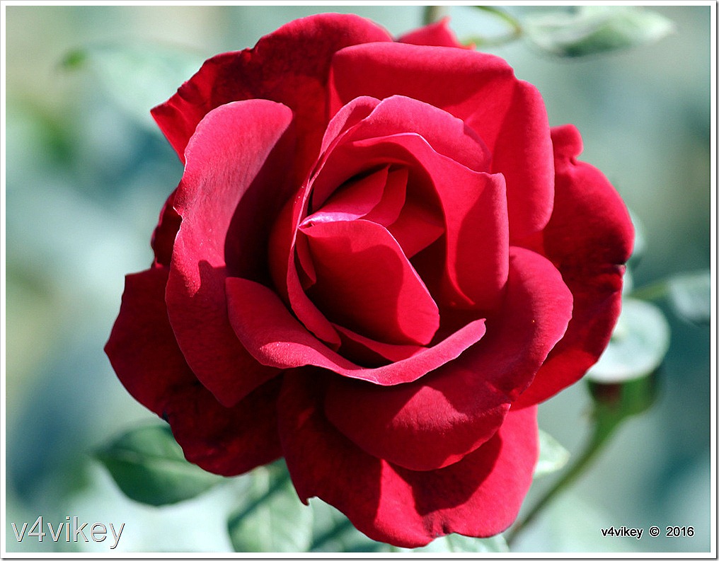 Francis Dubreuil Red Rose Flower Wallpaper Tadka