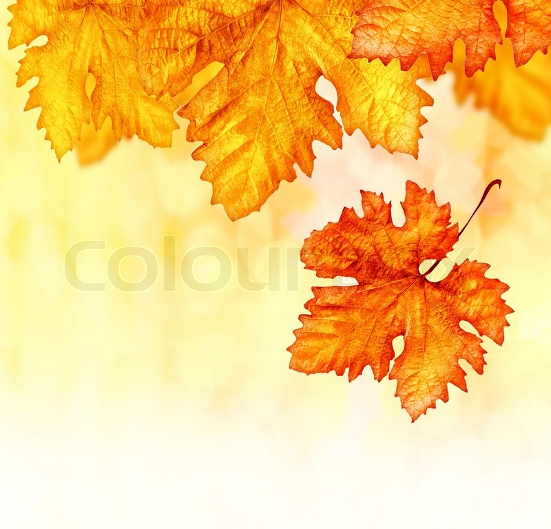 🔥 Free download Wallpaper Borders on Orange Autumnal Backdrop Dry