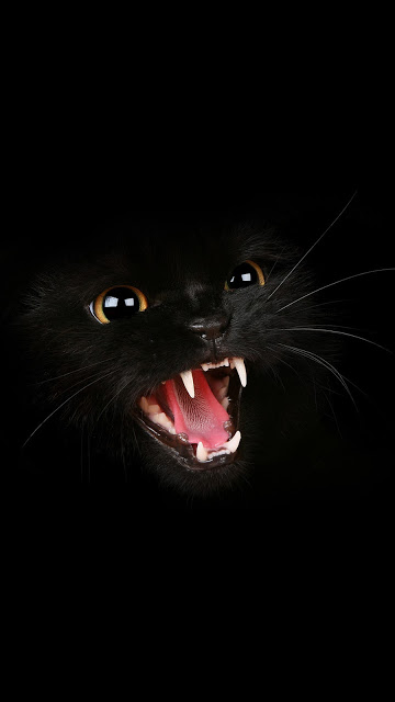 Android Wallpaper Black Cat Roar