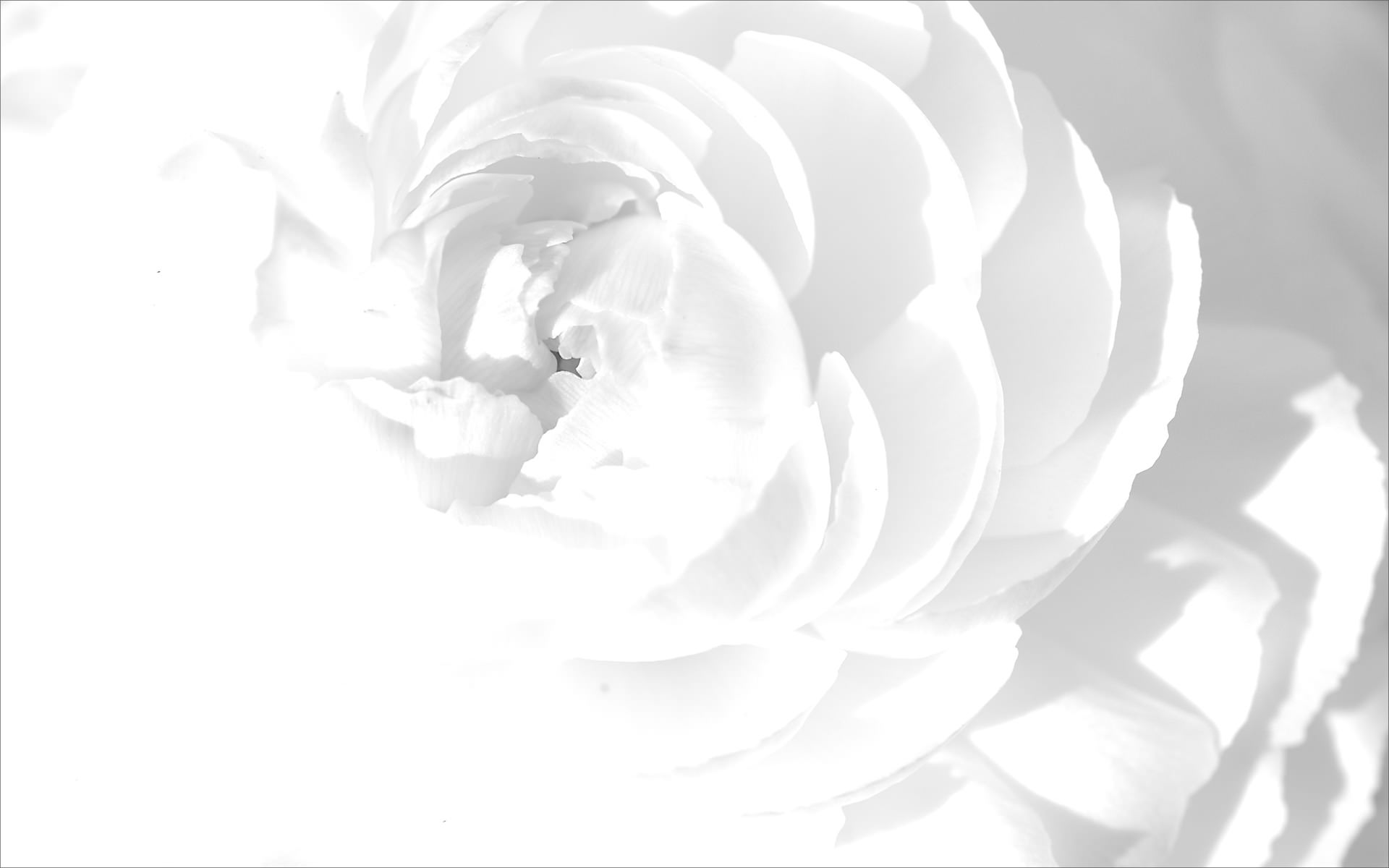 White Background Wallpaper