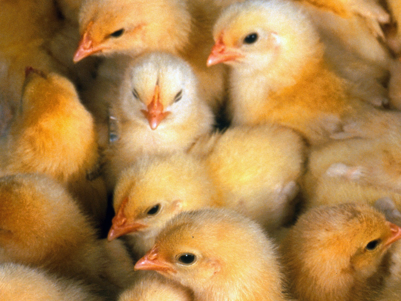 Chicks Lustdoctor