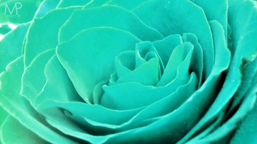 Aquamarine Rose By Mepeace