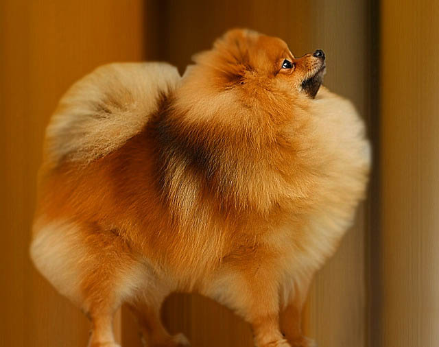 Pomeranian Dog Desktop Background Dogbreedswallpaper