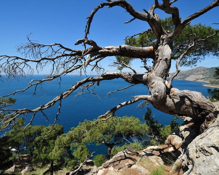 Old Pine Tree On A Cliff HD wallpaper   Old Pine Tree On A Cliff