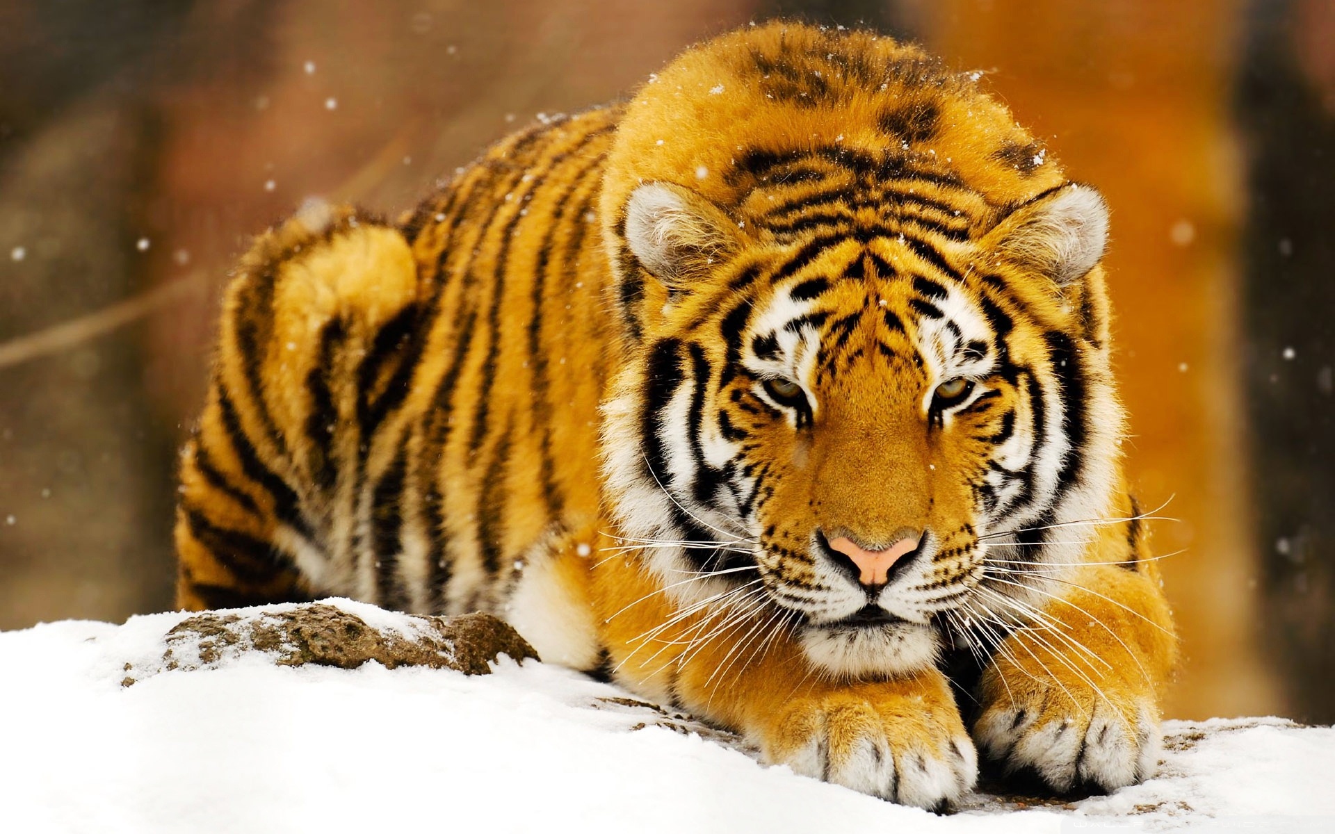 Siberian Snow Tiger Wallpaper HD