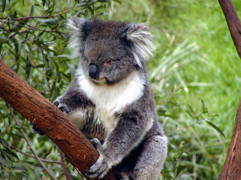 Related Pictures Koala Wallpaper Desktop