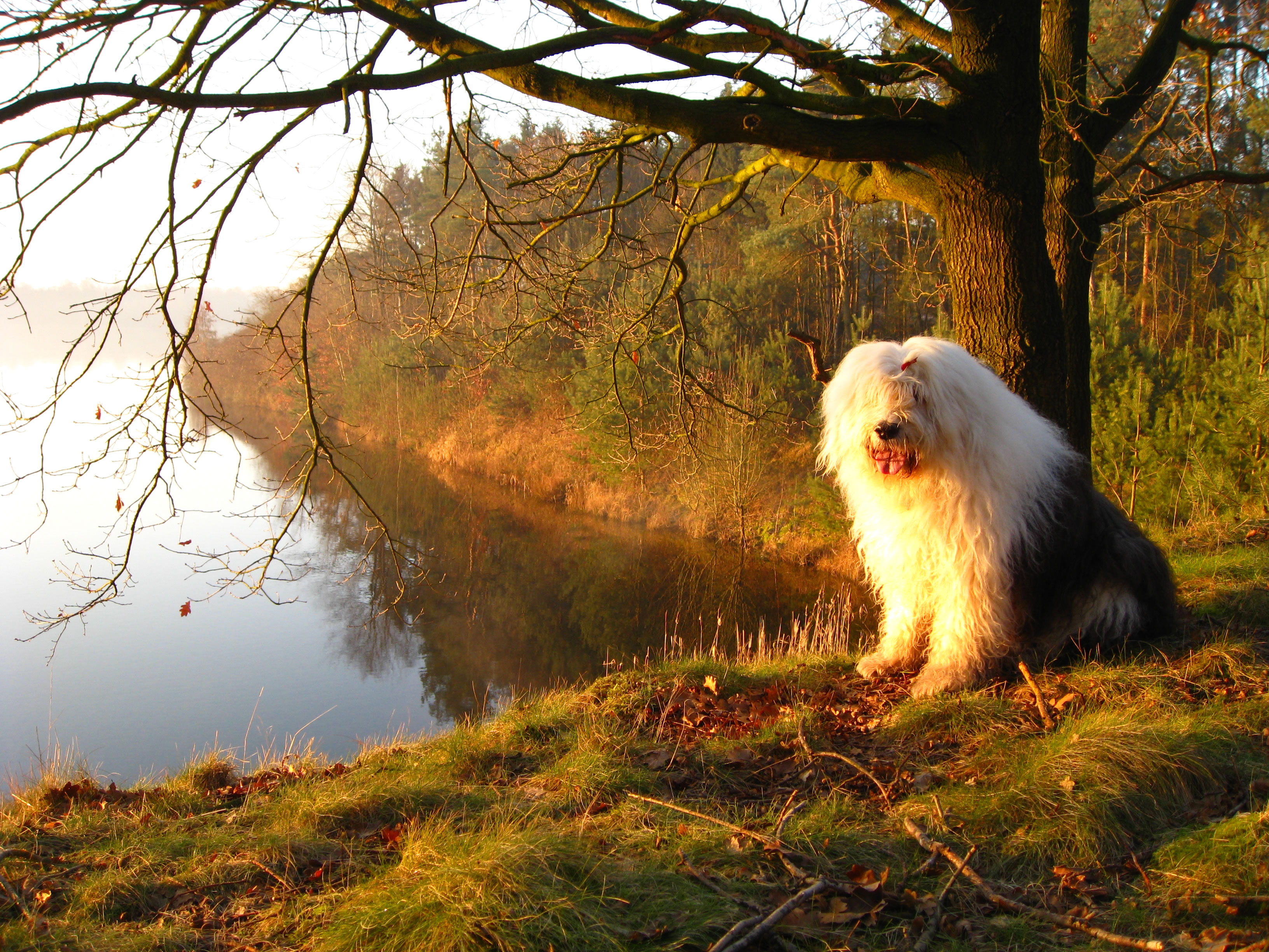 Old English Sheepdog Wallpaper