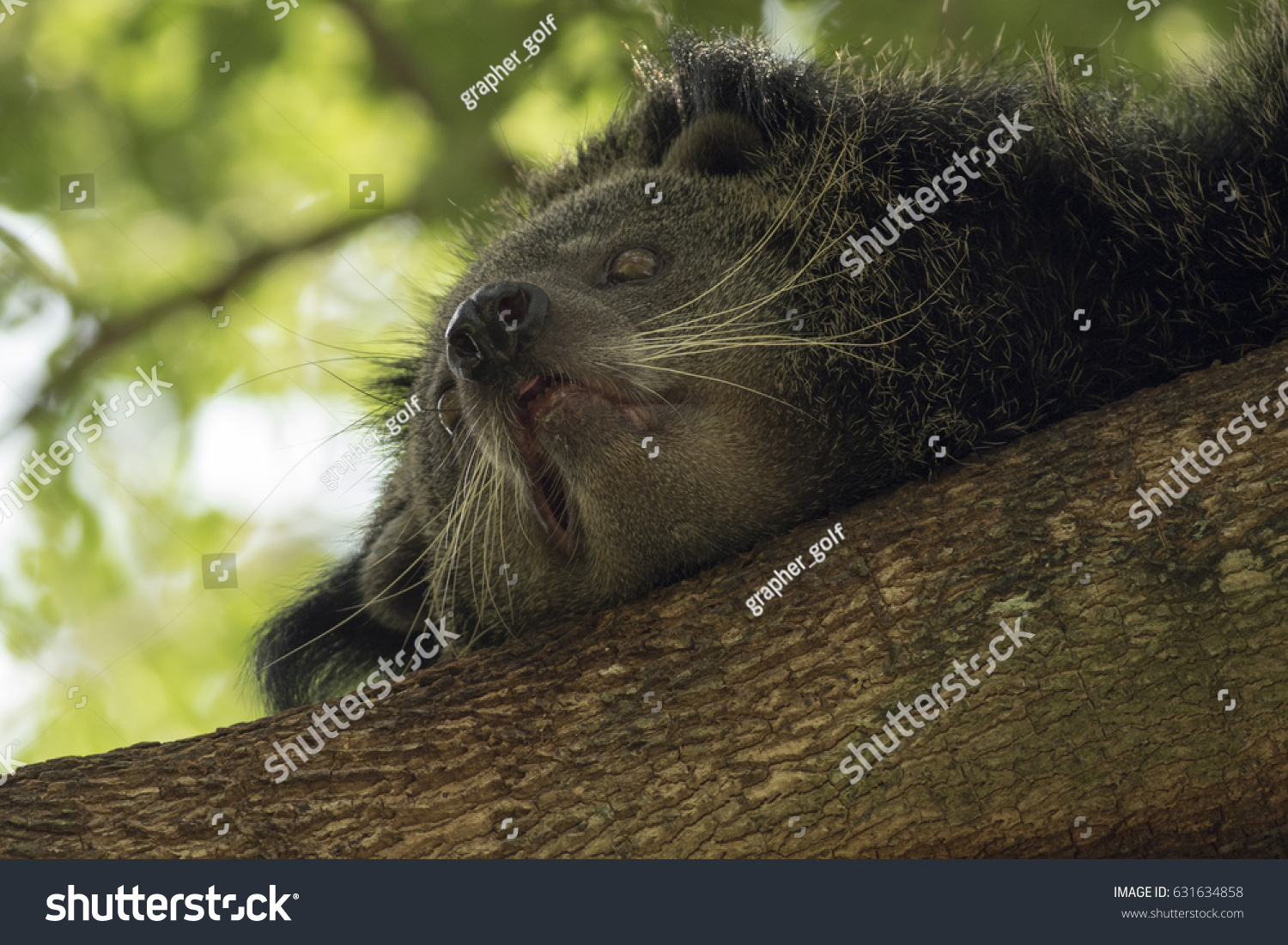 Bearcat Sleeping On Tree Green Background Stock Photo Edit Now