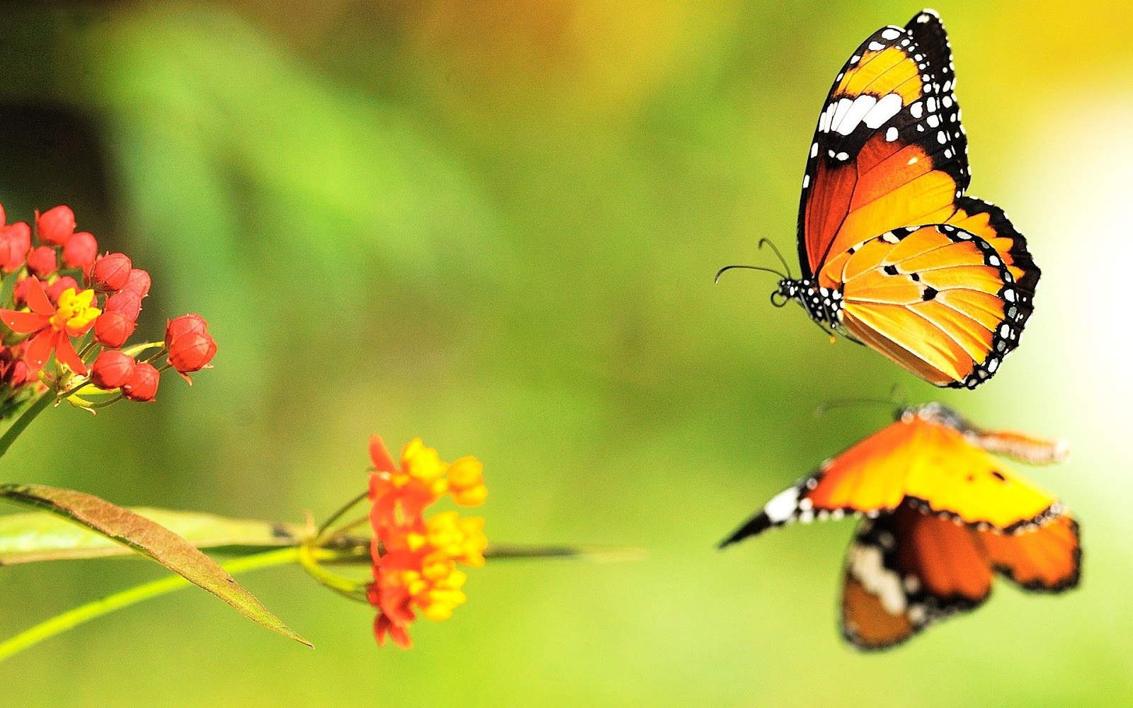 Butterflies Background