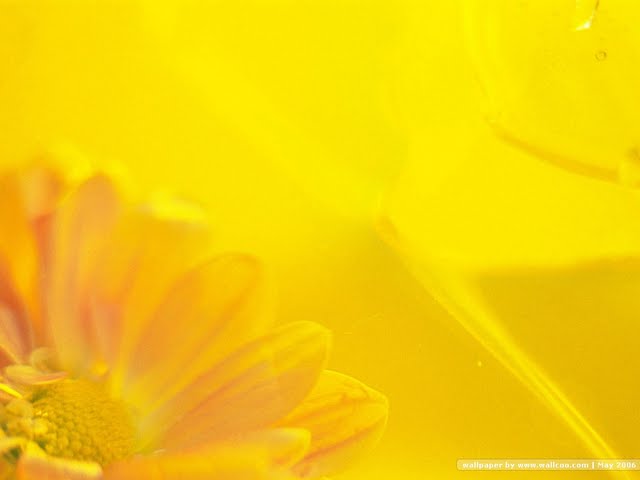 Yellow Daisy Macro Flower Wallpaper Walltor