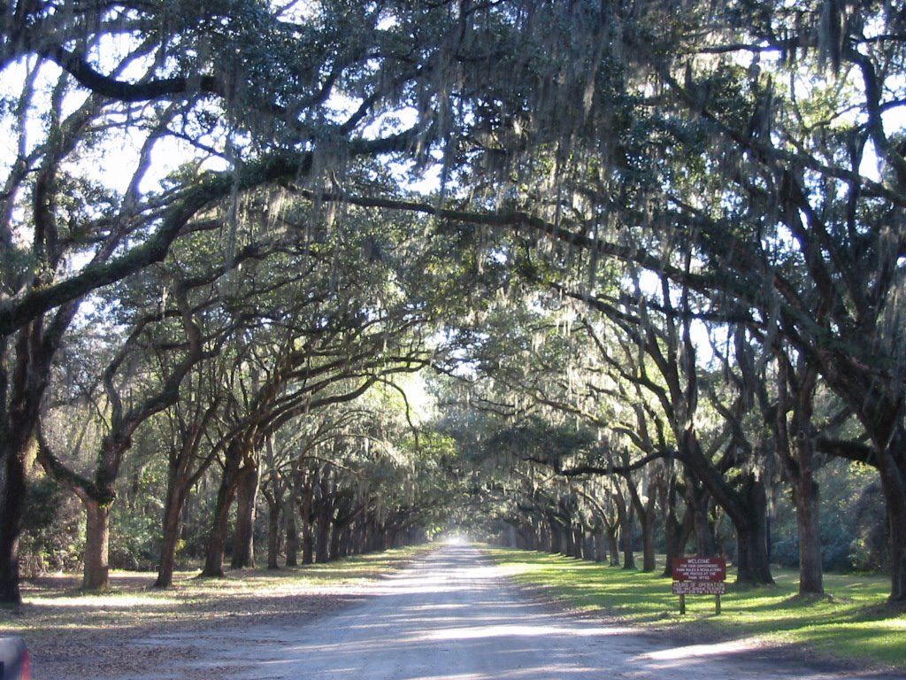 Savannah Georgia Trees